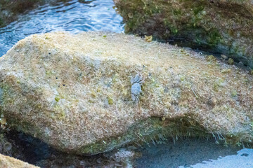 crab on a rock