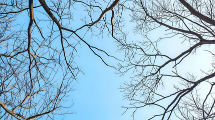 Bare Tree Branches Against a Clear Blue Sky