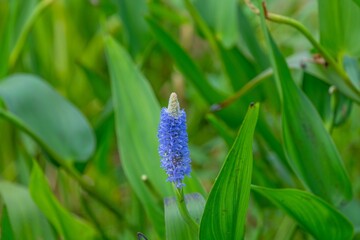 涼し気なブルーの満開のナガバミズアオイ