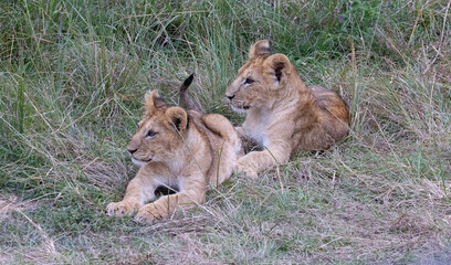 Two lion cubs resting in tall grass.