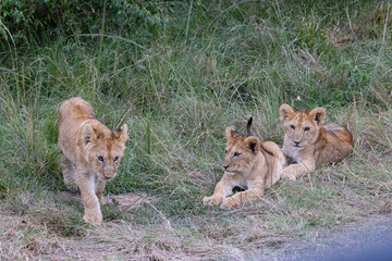 Three lion cubs in tall grass, one walking.