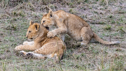 Lion cubs playfully wrestle in the grass.