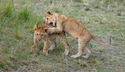 Lion cubs playfully wrestling in the grass.