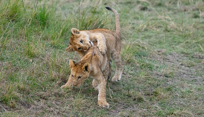 Lion cubs playfully wrestle in the grass.