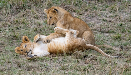 Two lion cubs playfully wrestle in the grass.