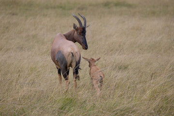 Topi antelope and calf in grassy field.