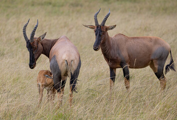 Two topi antelopes with calf in grassy field.