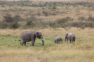 Obraz premium Elephants graze in grassy field, including a baby elephant.
