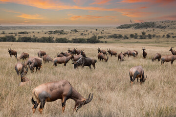 Antelopes graze in golden savanna at sunset.