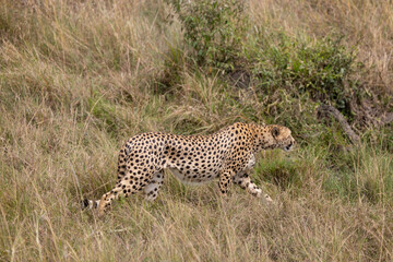 Cheetah stalks through tall grass, hunting in the wild.