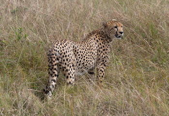 Cheetah stands in tall grass, looking back over shoulder.