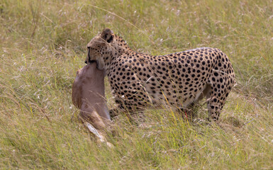 Cheetah carries its prey through tall grass.