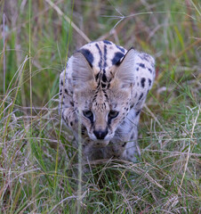 Serval cat crouches low in the tall grass.