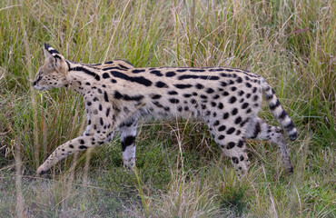 Serval cat walking through tall grass.