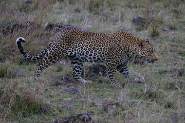 Leopard prowls through grassy terrain, hunting.