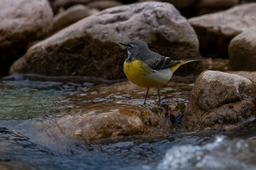 Male wagtail. Grey wagtail. Wagtail in the river. Bird in its natural environment. Motacilla cinerea.
