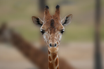 Close-up of a giraffe staring at the camera