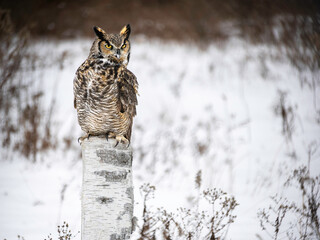 Great Horned Owl perched in Winter, snowy blurred background