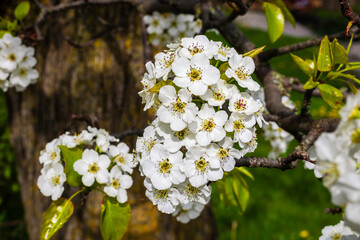 Branch of blooming pear tree . White flowers on a pear tree. Spring background