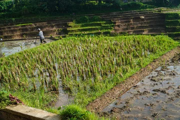 A farmer works diligently in a vibrant rice paddy field. Lush green terraces rise in the background showcasing a serene, rural scene. Rice Paddy Farmer at Work in Lush Green Terraces