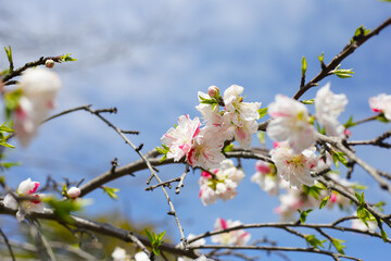Japanese genpei peach flower in the park
