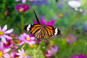 A beautiful butterfly in the garden