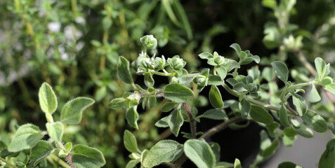Fresh herbs in the garden