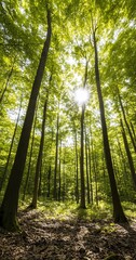 Sunlit Beech Forest, Spring Sunlight, Tranquil Nature Scene, Background for Relaxation.