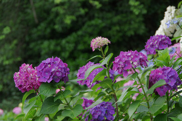 Obraz premium 梅雨の花