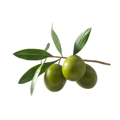 Green Olives on Branch Fresh Harvest Nature Bounty,