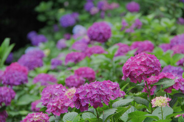紫陽花の花畑