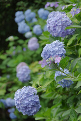 道沿いに咲く紫陽花