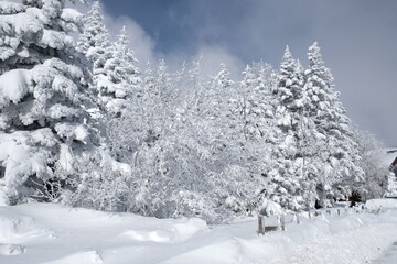 Snow-Covered Forest with Frosty Trees Under a Clear Blue Sky