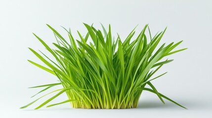 Fototapeta premium Fresh green grass in a clump