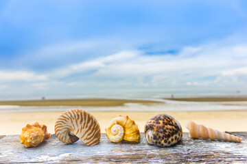 Shells on the beach