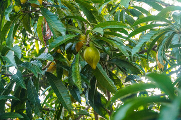Close-up view of ripe lucuma fruits hanging on their tree. Lush green leaves surround the...