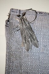 Close-up of Leopard Moth (Endoxyla edwardsorum) at night, South Australia