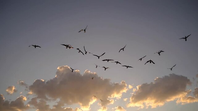A serene video captures birds flying against a sunset sky, viewed from a low angle, emphasizing the vastness and tranquility of nature.