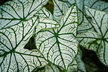 Close-up of Caladium Bicolor 'White Christmas' leaves, showcasing their striking green and white veins. Caladium Bicolor 'White Christmas' Leaves Bacgrounds.