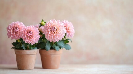 Fototapeta premium Pink dahlias in small pots on a soft beige background