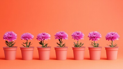 Fototapeta premium Small pink flower pots arranged on a soft coral background