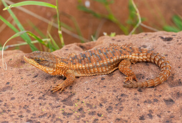 A beautiful Transvaal girdled lizard (Cordylus vittifer), also known as Reichenow's spiny-tailed lizard, or common girdled lizard, in the wild