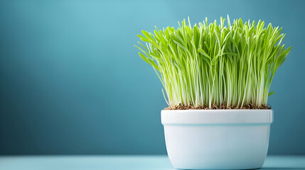 Vibrant Green Wheatgrass Sprouts in White Pot Against Teal Background