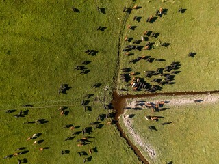 High-angle view of cattle grazing in a pasture. Many cows are scattered across the field, some near a small ditch. , Fort Klamath, Oregon, USA