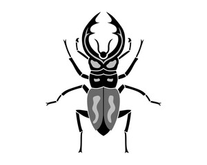black and white beetle