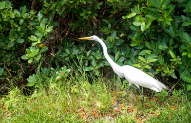 A Great Egret walking through grass and foliage on Sanibel Island, Florida