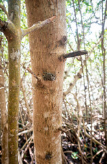 Obraz premium A Mangrove Tree Crab on a Red Mangrove in Sanibel, Florida