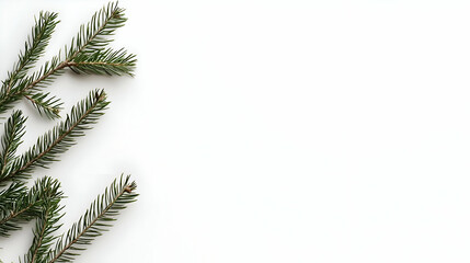 Obraz premium Green Evergreen Branches on White Background