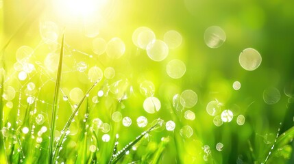 Obraz premium Dew-kissed grass in morning sunlight.