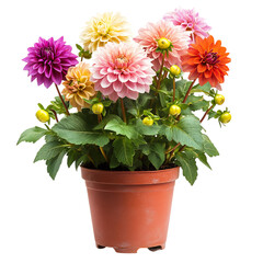 Vibrant Potted Dahlia Plant with Multi-Color Flowers Isolated on Transparent Background
